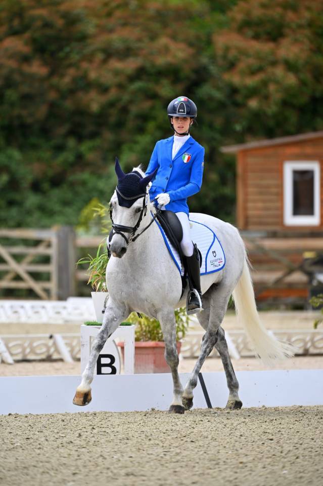 Hongre PFS Poney Fran&ccedil;ais de Selle A vendre 2008 Gris par MINOTAUROS