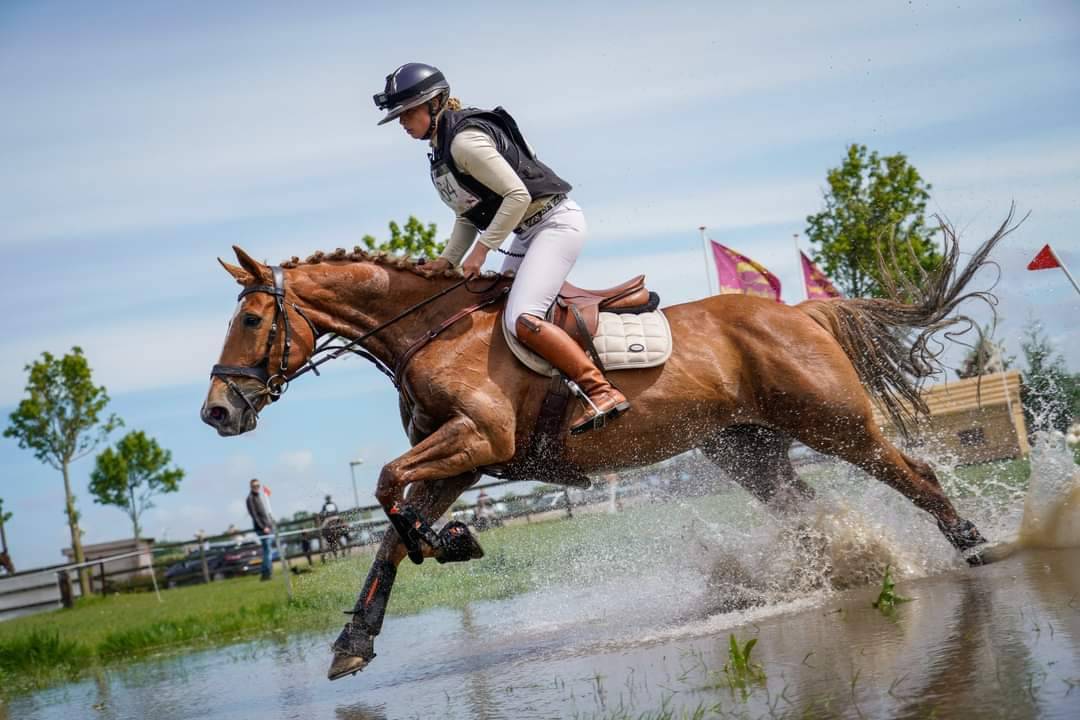 Jument BWP Cheval de Sang Belge A vendre 2011 Alezan