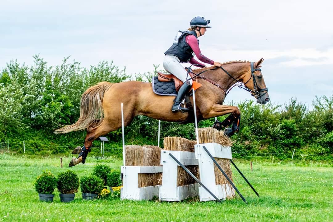 Jument BWP Cheval de Sang Belge A vendre 2011 Alezan