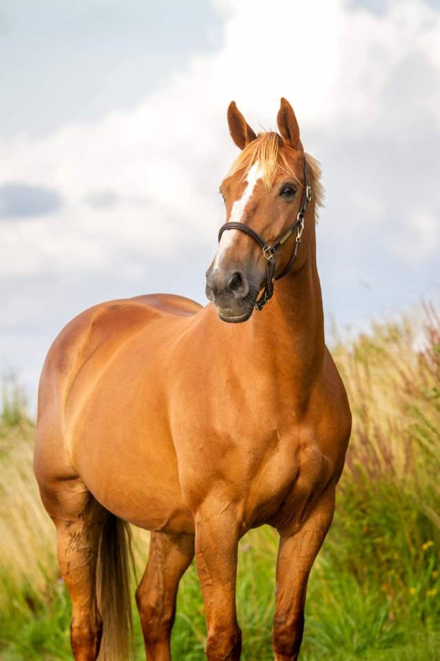 Jument BWP Cheval de Sang Belge A vendre 2011 Alezan