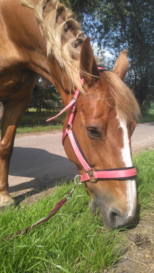 Jument BWP Cheval de Sang Belge A vendre 2011 Alezan