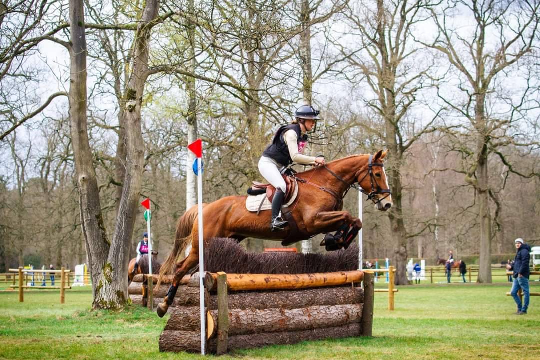 Jument BWP Cheval de Sang Belge A vendre 2011 Alezan