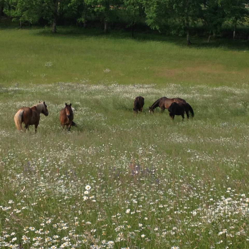 Les deux étoiles filantes