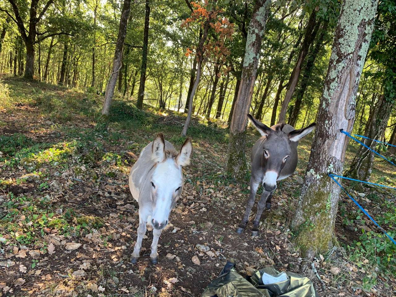 Les deux étoiles filantes