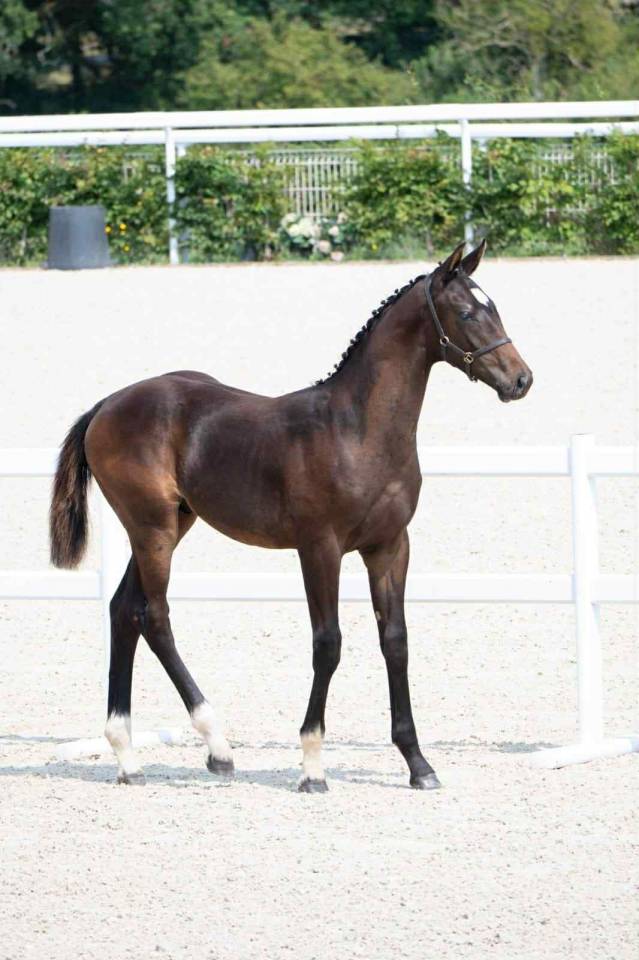 Poulain Selle Francais Fynch Hatton/Voltaire/VItalis