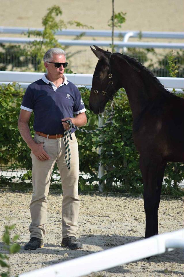 Poulain Selle Francais Fynch Hatton/Voltaire/VItalis