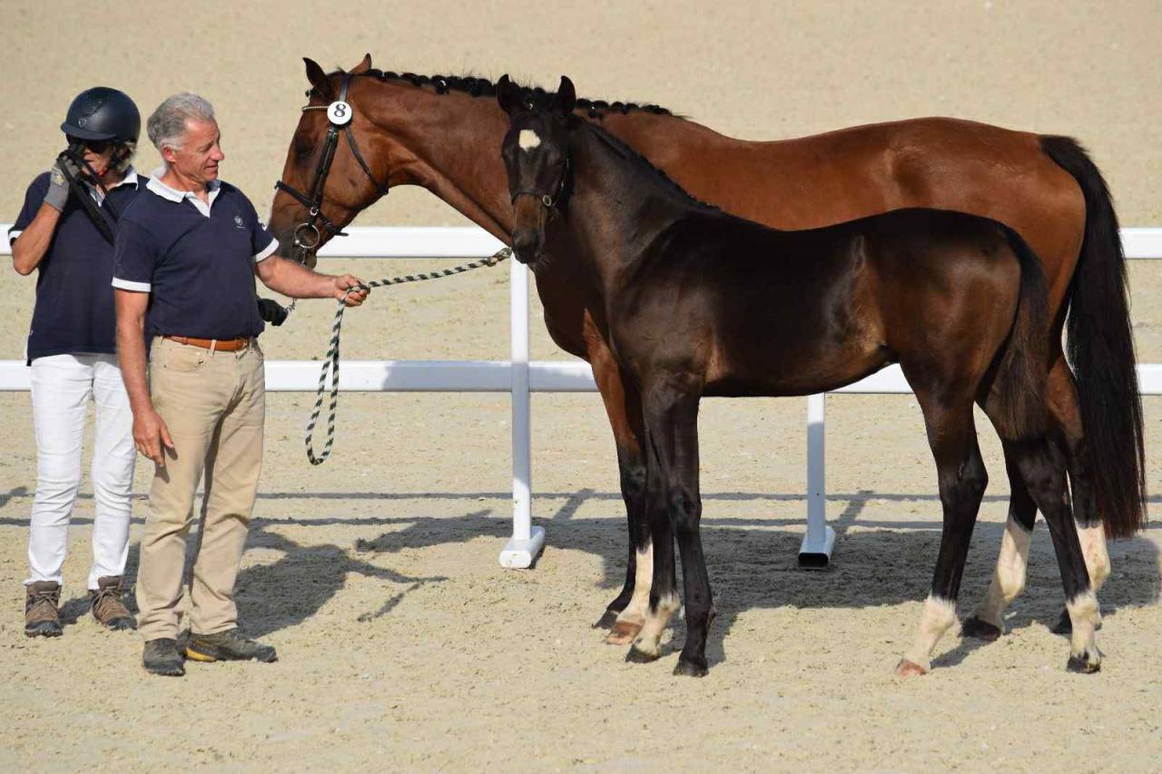 Poulain Selle Francais Fynch Hatton/Voltaire/VItalis