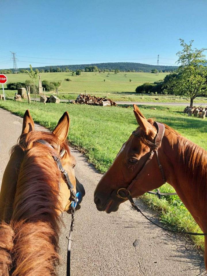 Magnifique hongre de 6 ans - Top G4