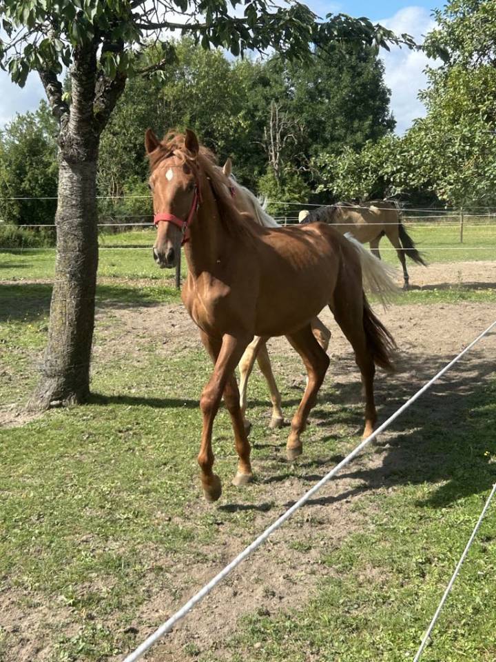 Poulain Pure Race Espagnole  PP Robe alezane 17 mois