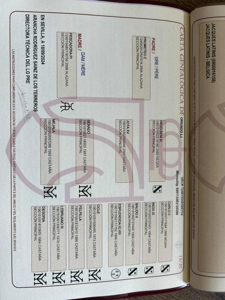 Poulain Pure Race Espagnole  PP Robe alezane 17 mois