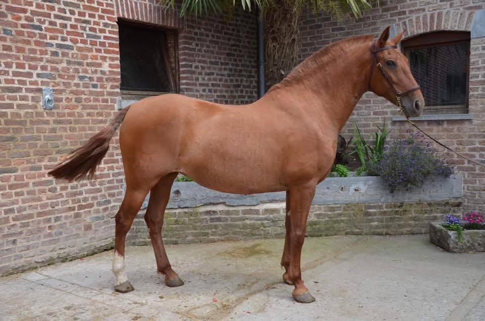 Poulain Pure Race Espagnole  PP Robe alezane 17 mois