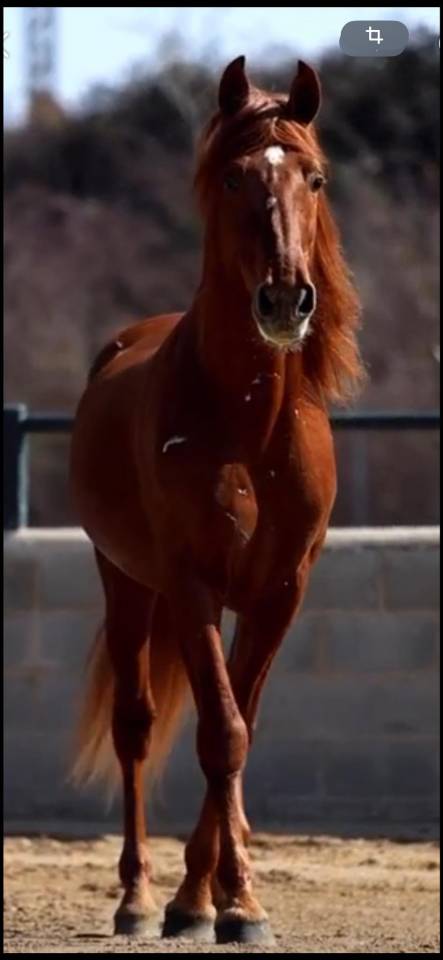 Poulain Pure Race Espagnole  PP Robe alezane 17 mois