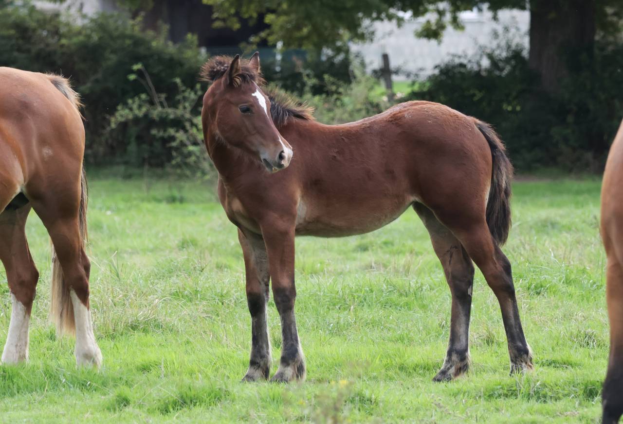 Superbe pouliche Welsh Cob baie 2025