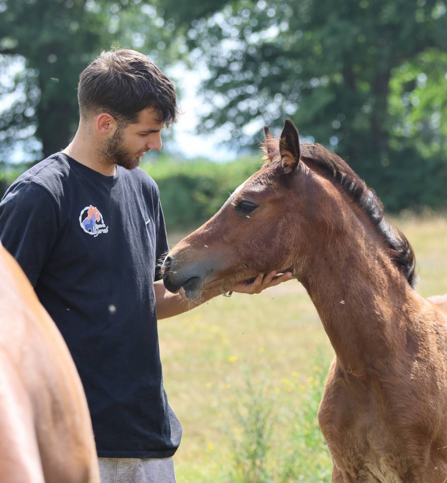 Superbe pouliche Welsh Cob baie 2025
