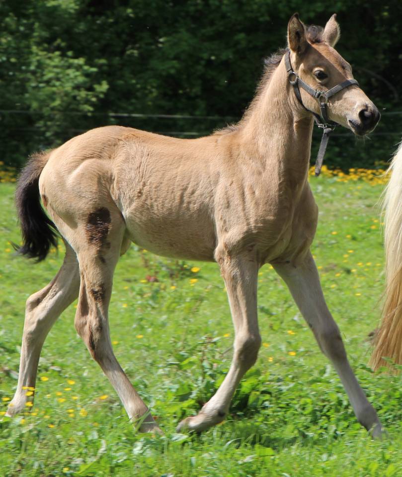 Pouliche SF isabelle