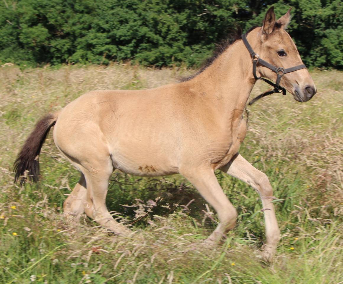 Pouliche SF isabelle