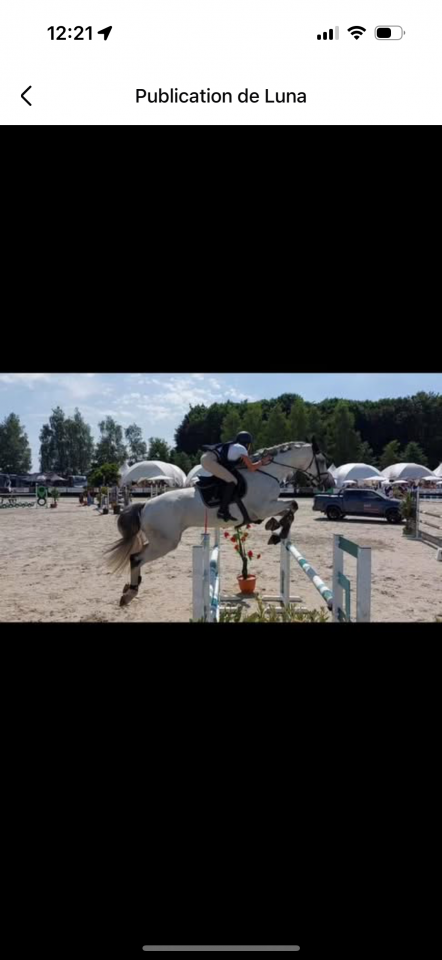 Cheval de sport d’obstacle à vendre 