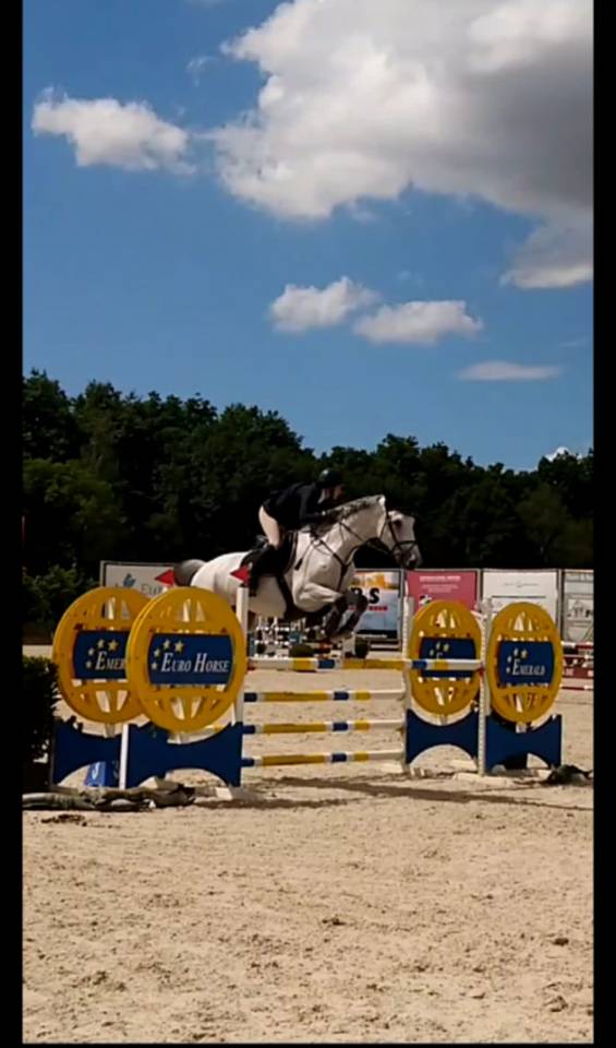 Cheval de sport d’obstacle à vendre 