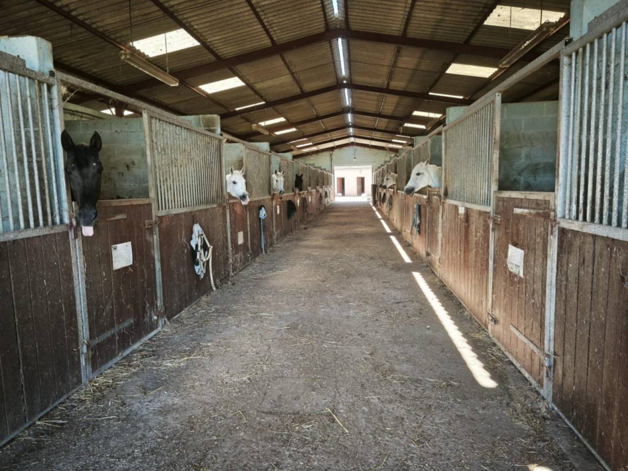 Haras d'Élevage de Chevaux, 26ha.