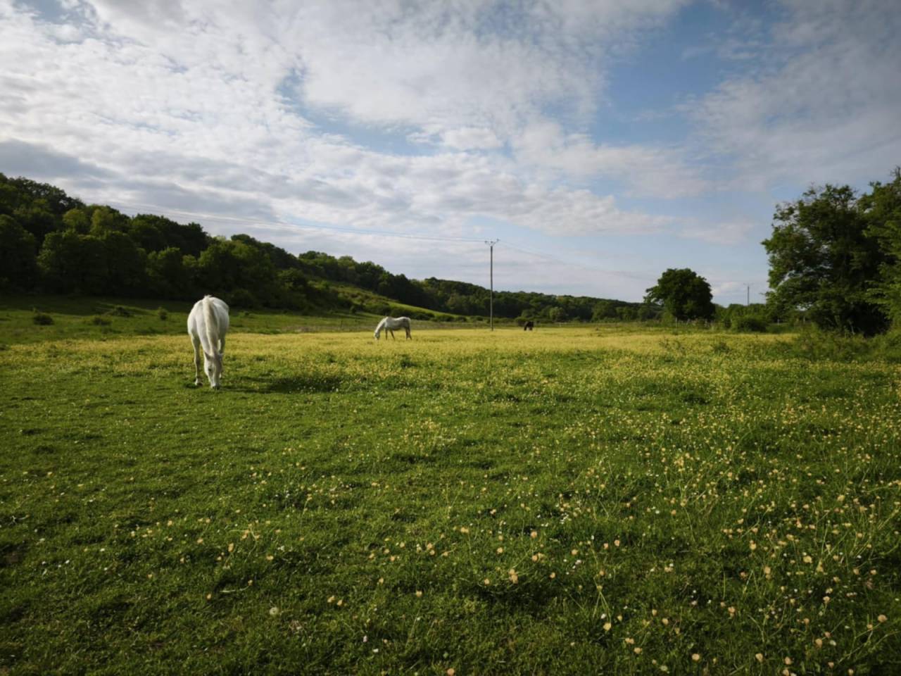 Haras d'Élevage de Chevaux, 26ha.