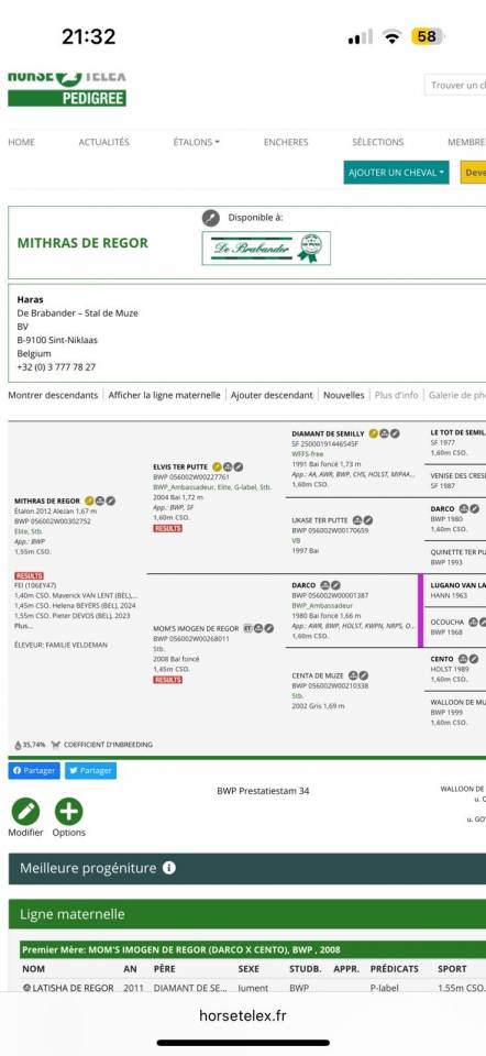 Super cheval à vendre ! 