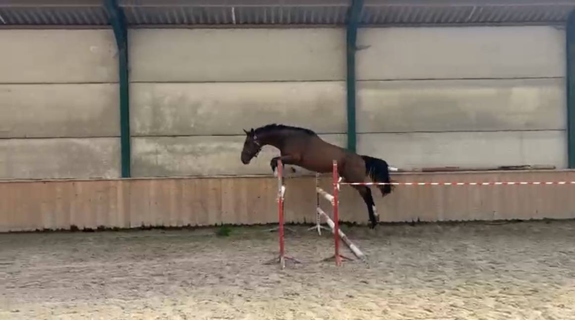 Super cheval à vendre ! 