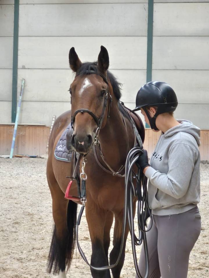 Super cheval à vendre ! 