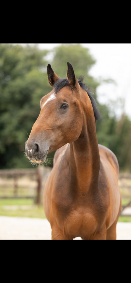 Super cheval à vendre ! 