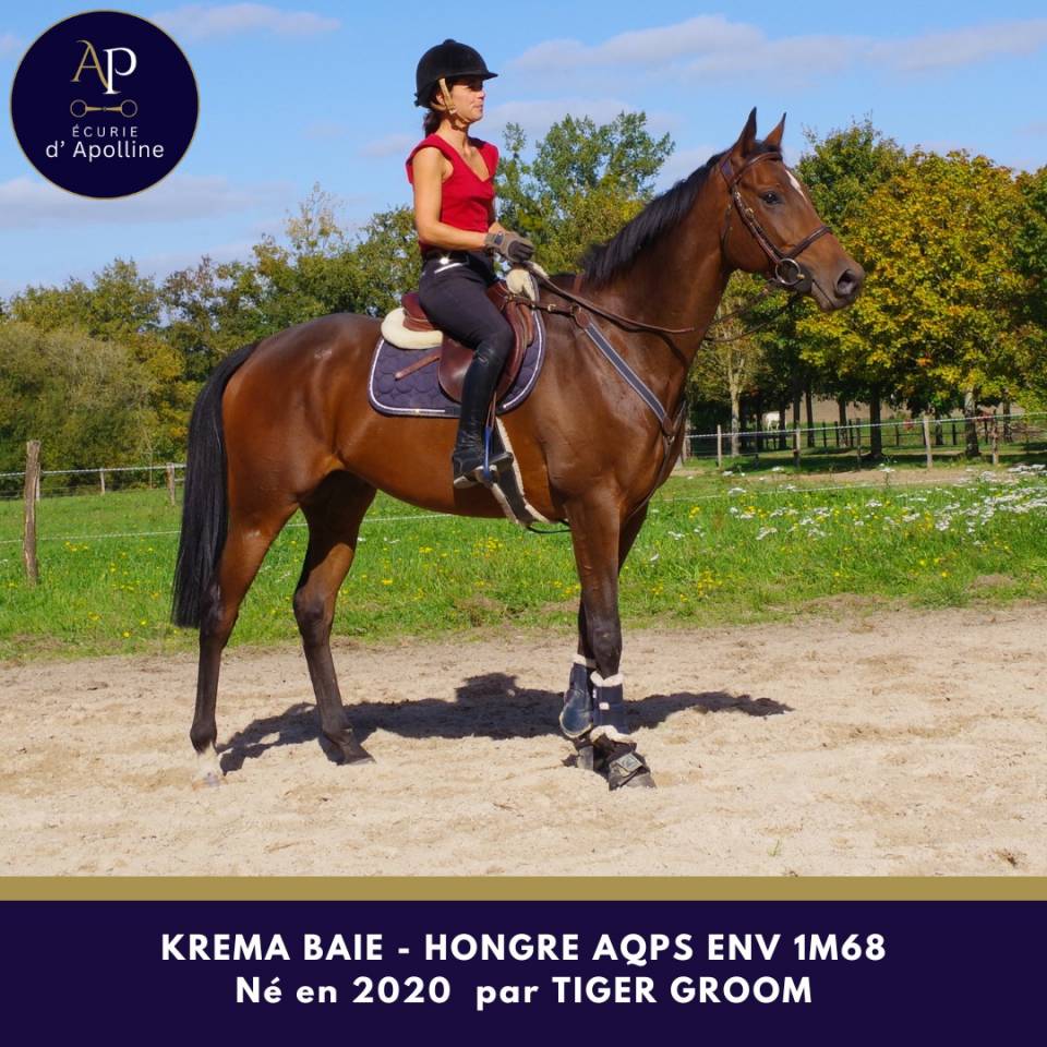 AQPS 5 ans env 1m68 top cheval