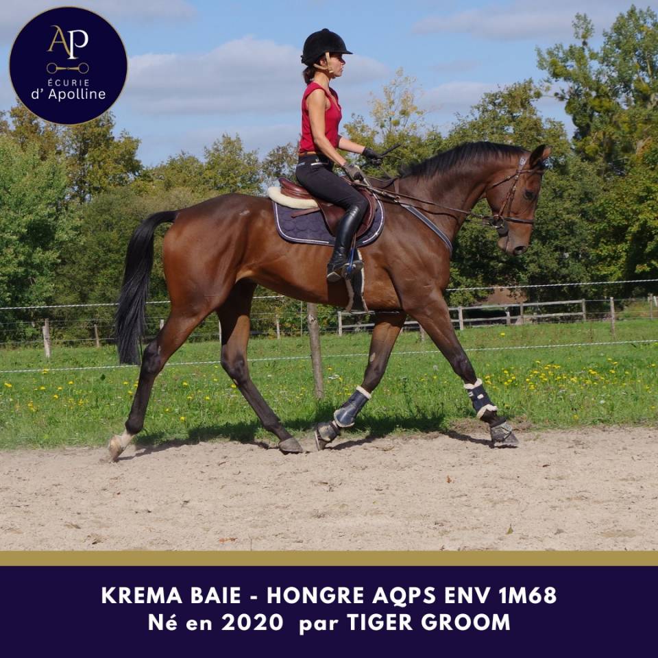 AQPS 5 ans env 1m68 top cheval