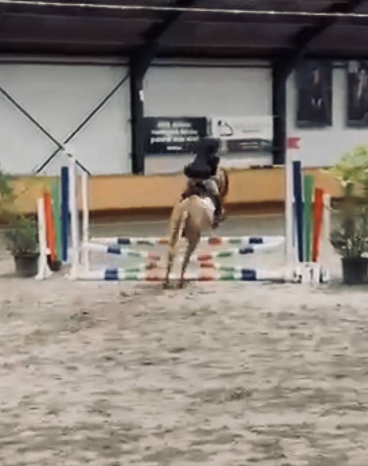 B PONY MAÎTRE D ÉCOLE 