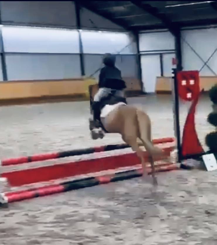 B PONY MAÎTRE D ÉCOLE 