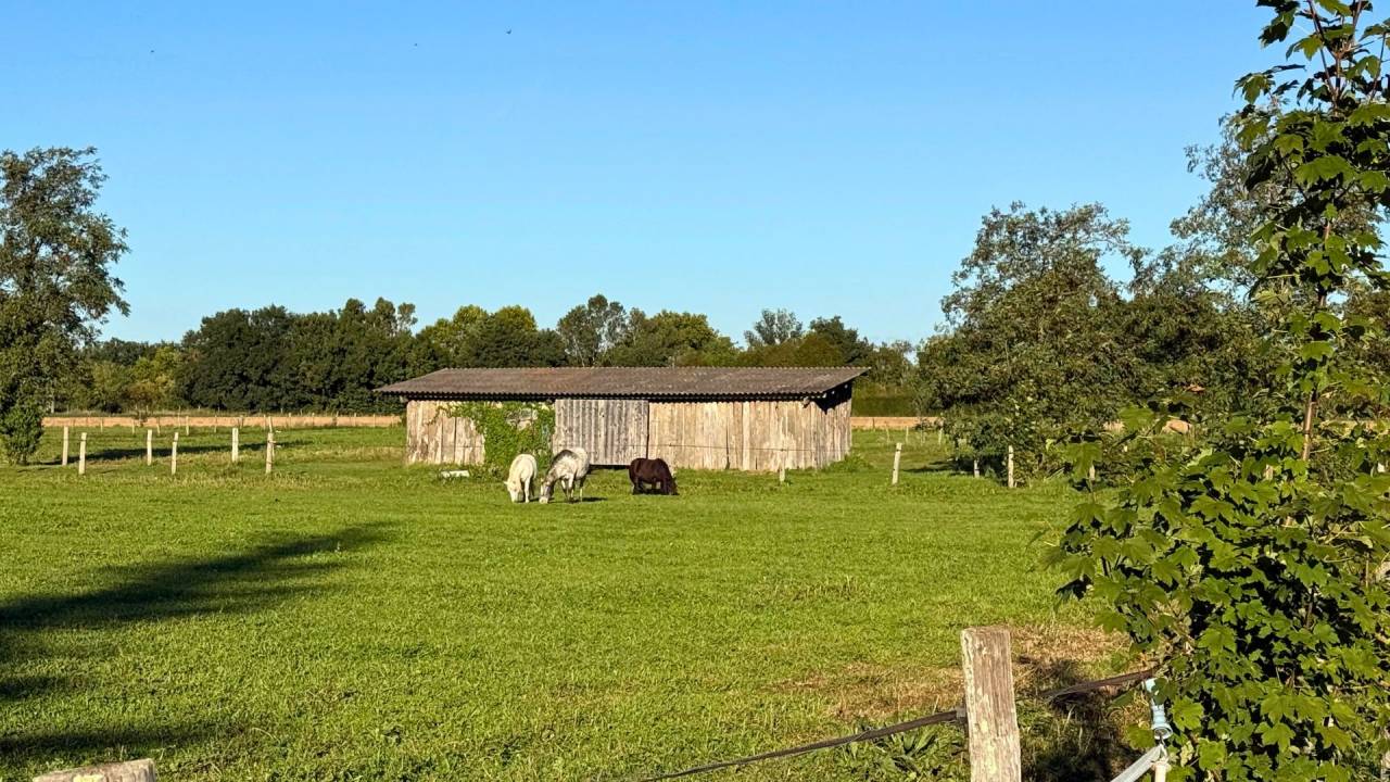 Tarn : vivez la passion équestre dans un cadre paisible