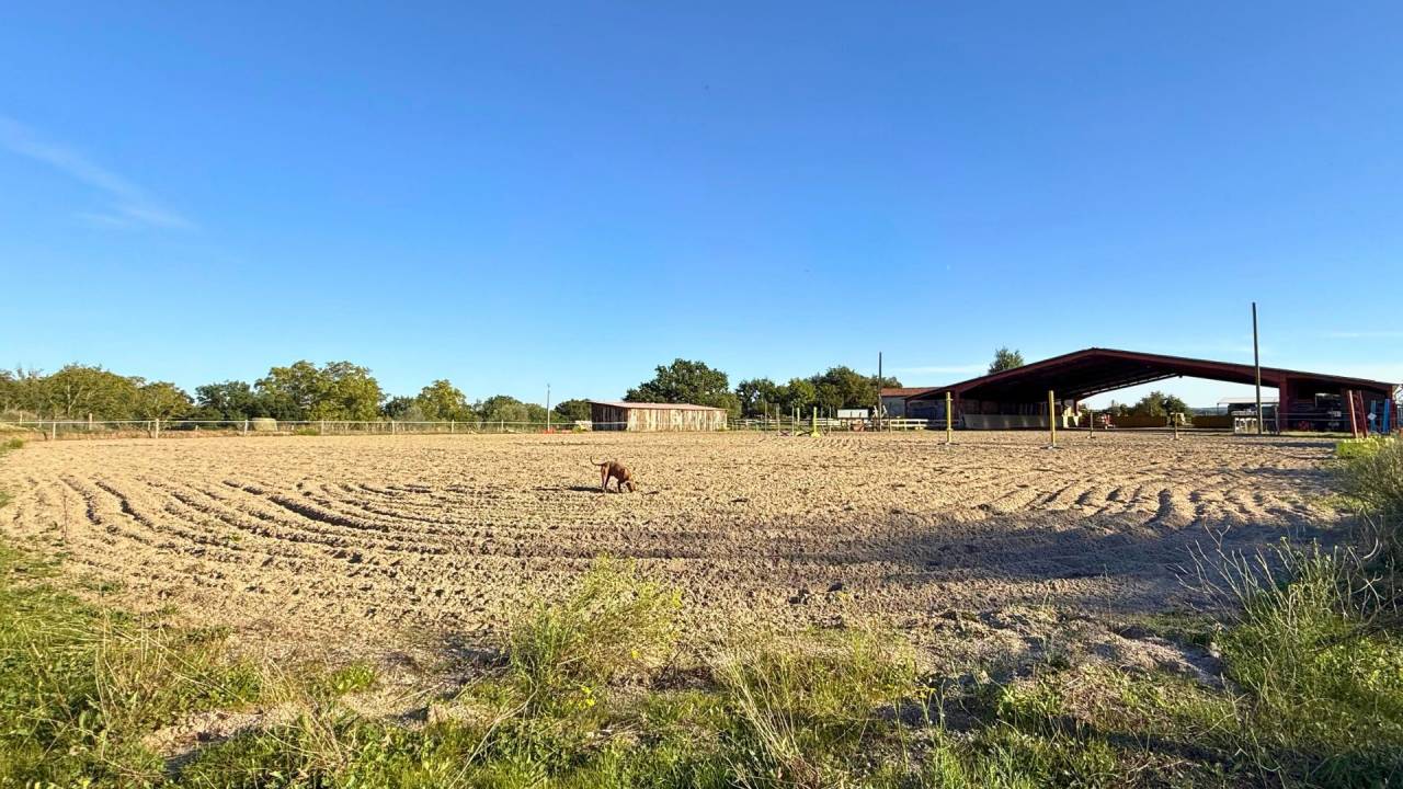 Tarn : vivez la passion équestre dans un cadre paisible