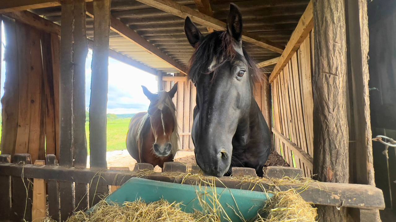 Tarn : vivez la passion équestre dans un cadre paisible