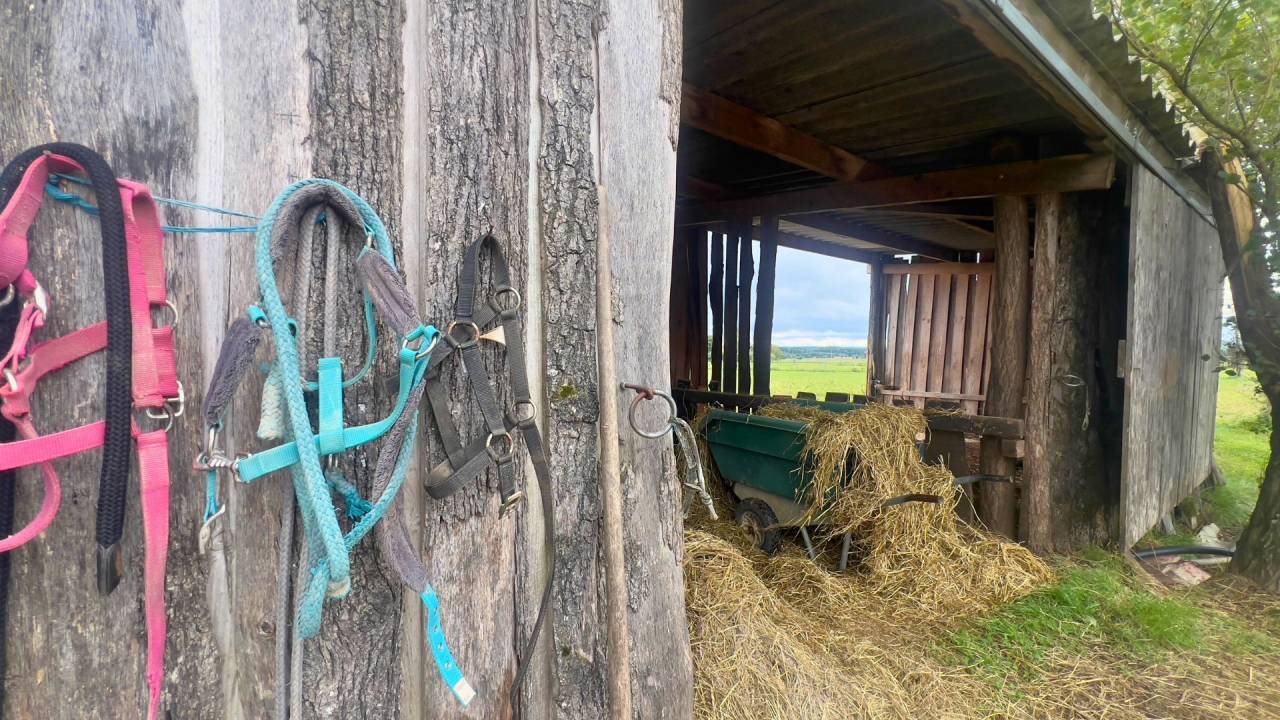 Tarn : vivez la passion équestre dans un cadre paisible