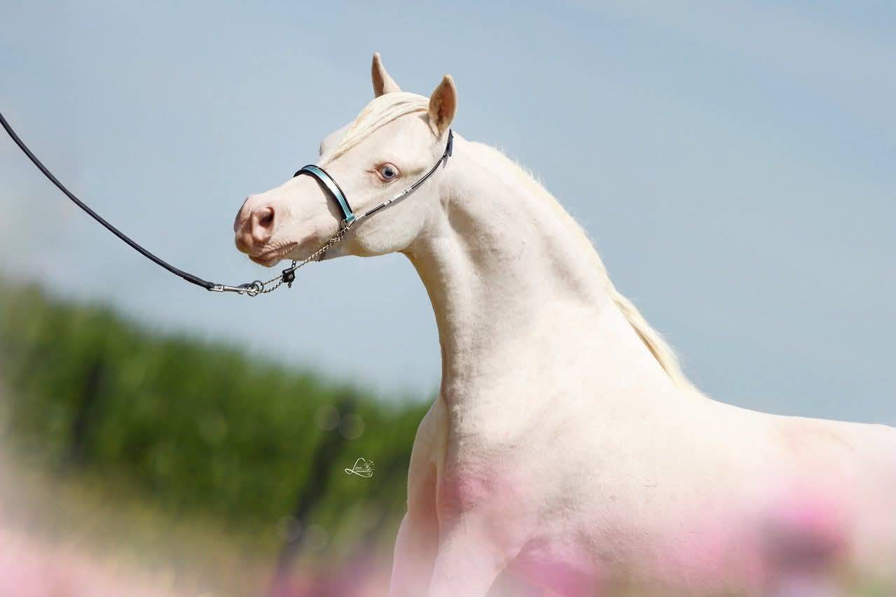 Magnifique cheval migniature