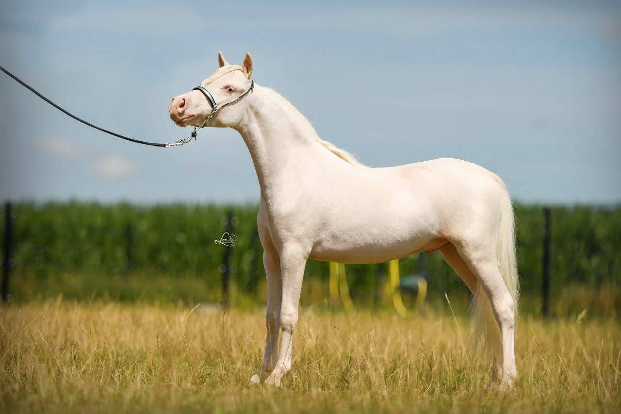 Magnifique cheval migniature