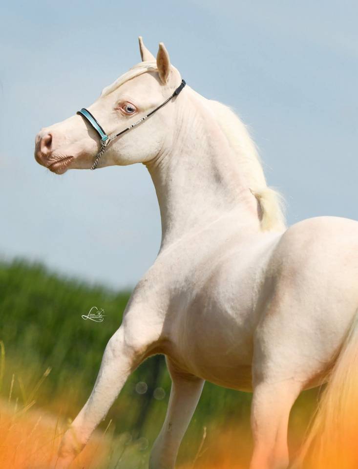 Magnifique cheval migniature