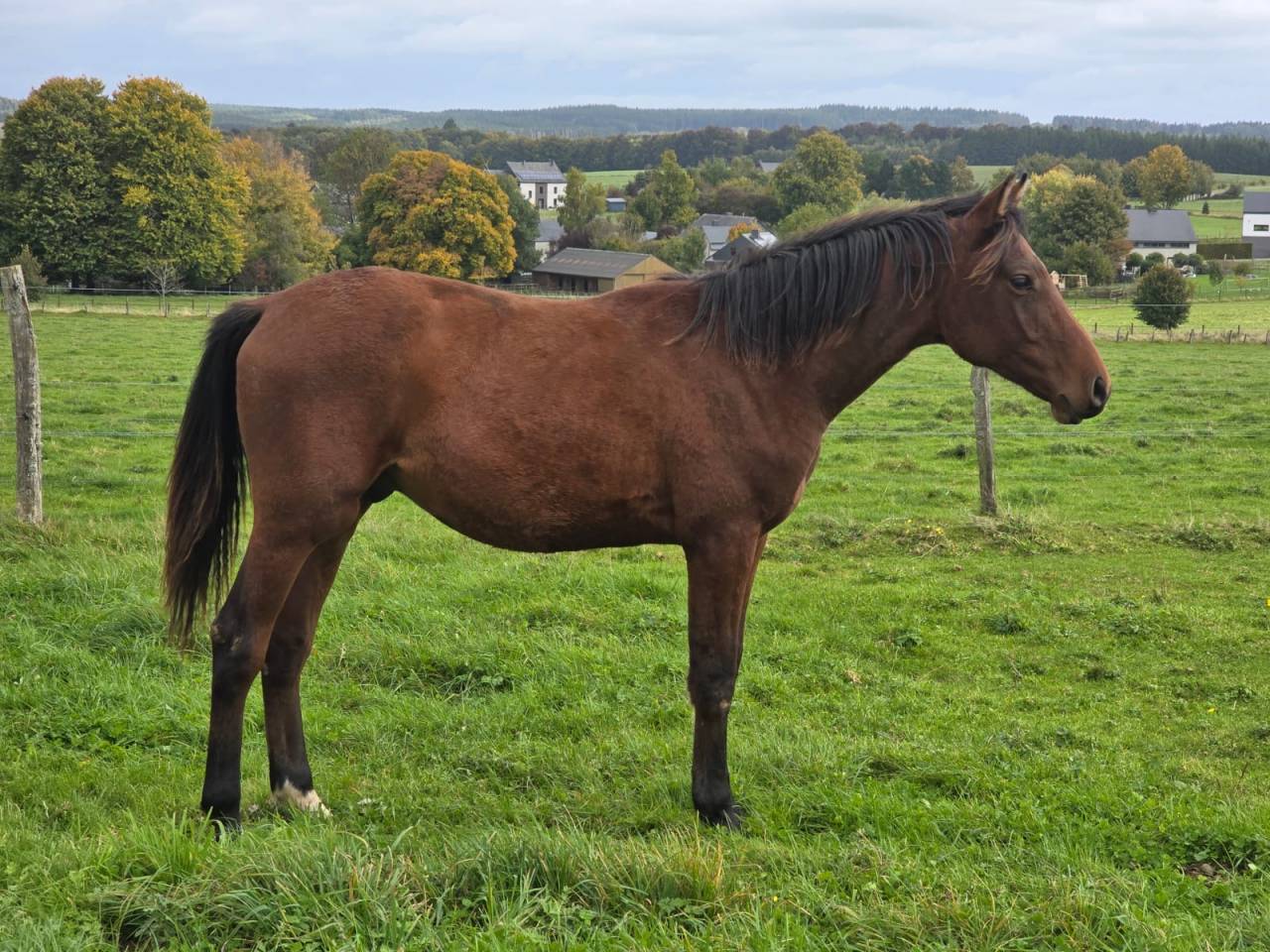 Plusieurs mâles pour compagnie / loisir