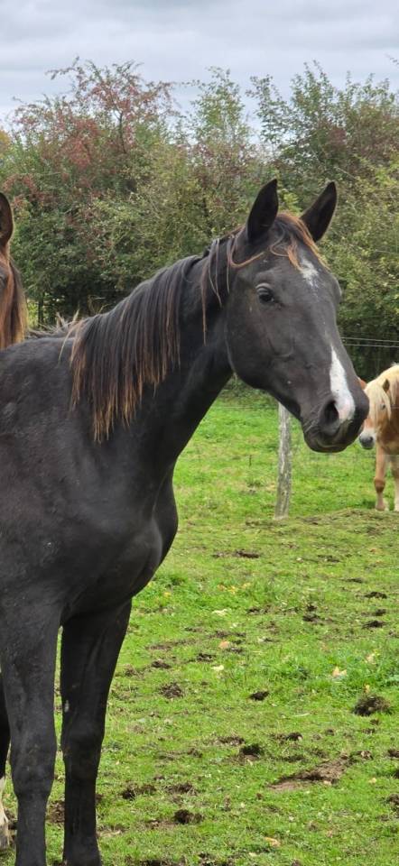 Plusieurs mâles pour compagnie / loisir