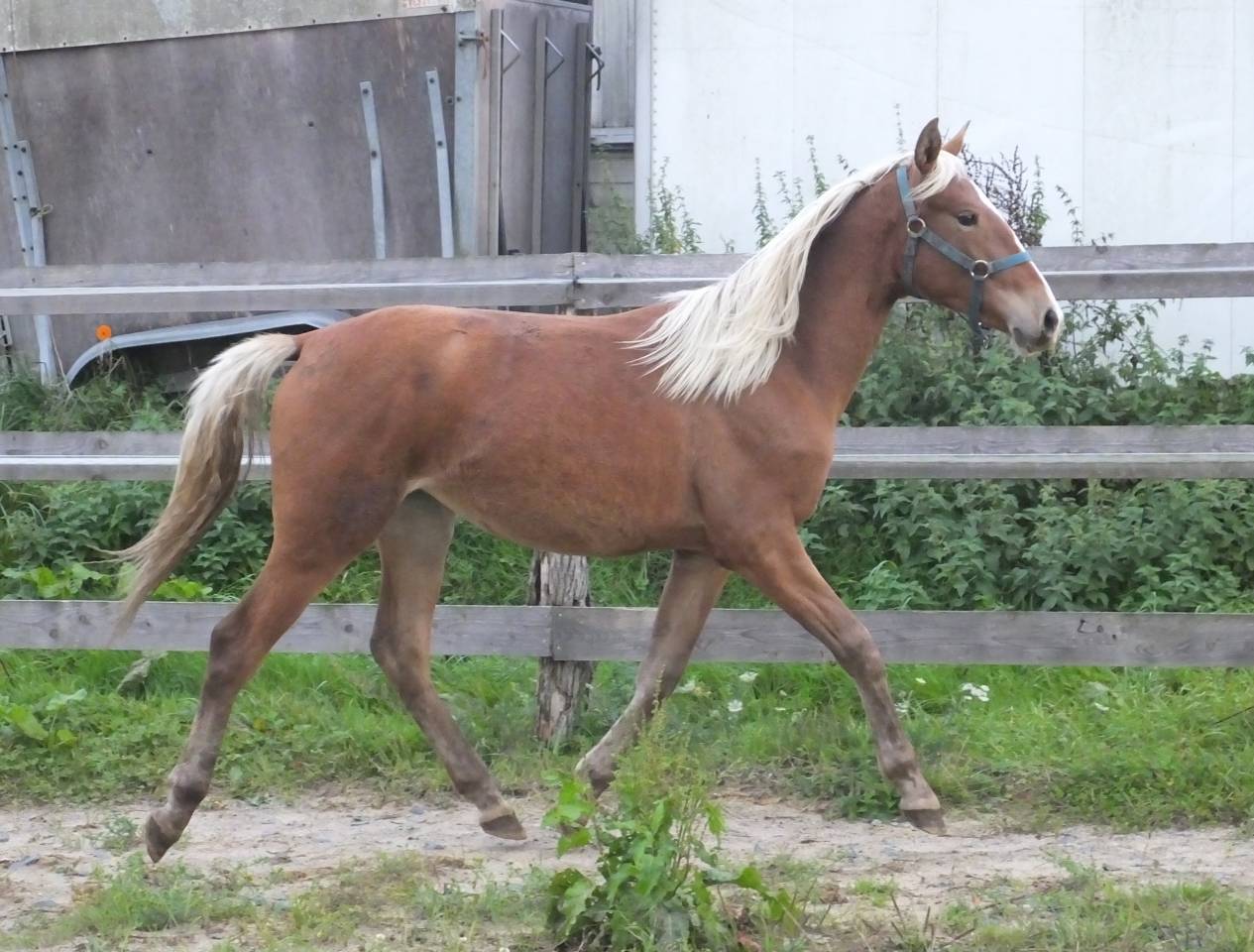 rare pouliche AES bai silver 