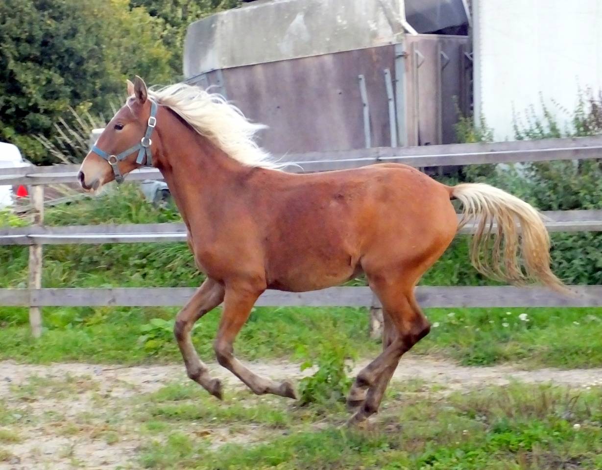 rare pouliche AES bai silver 