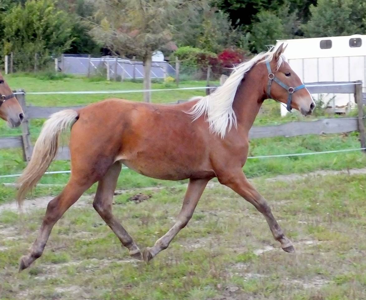 rare pouliche AES bai silver 