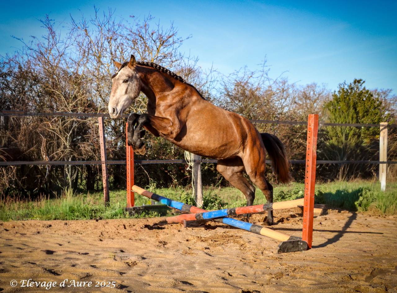 Jument origines lusitanienne OC