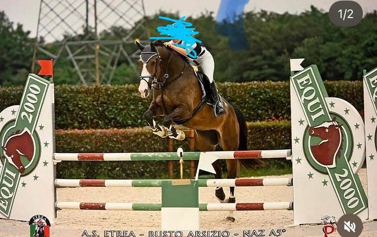 Jument Cheval de Selle Italien A vendre 2018 Bai par Ustionov