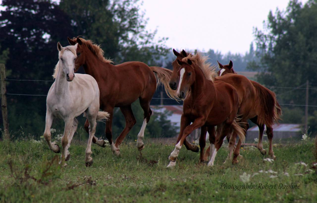 Plusieurs poulains pp  sbs à vendre