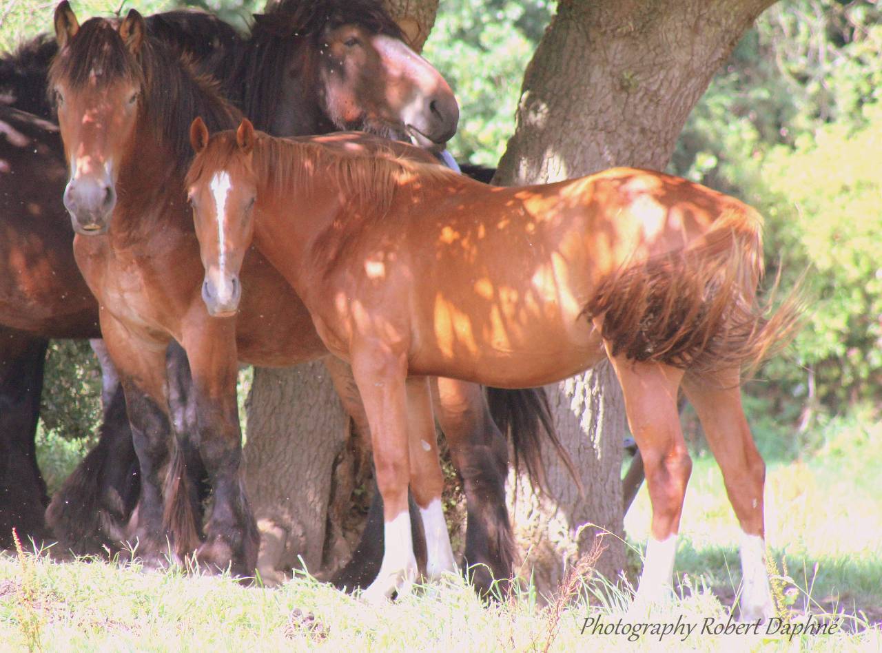 Plusieurs poulains pp  sbs à vendre