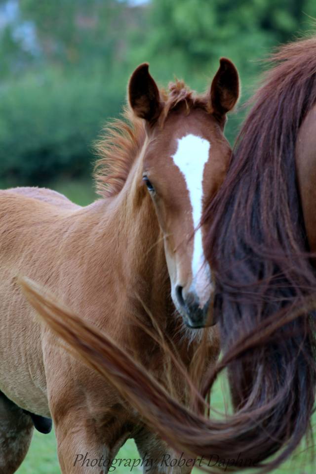 Plusieurs poulains pp  sbs à vendre
