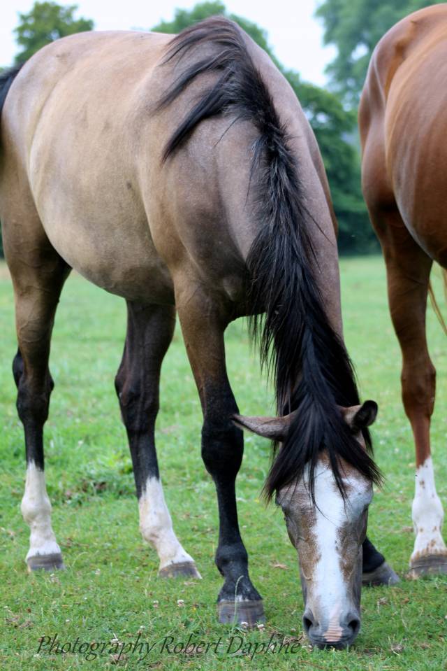 Plusieurs poulains pp  sbs à vendre